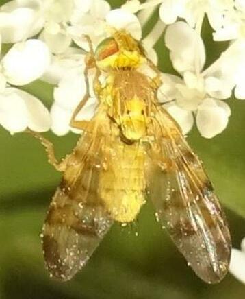 Réf. 355 269 : Terellia tussilaginis